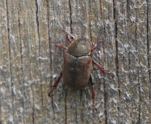 Hoplia sp.